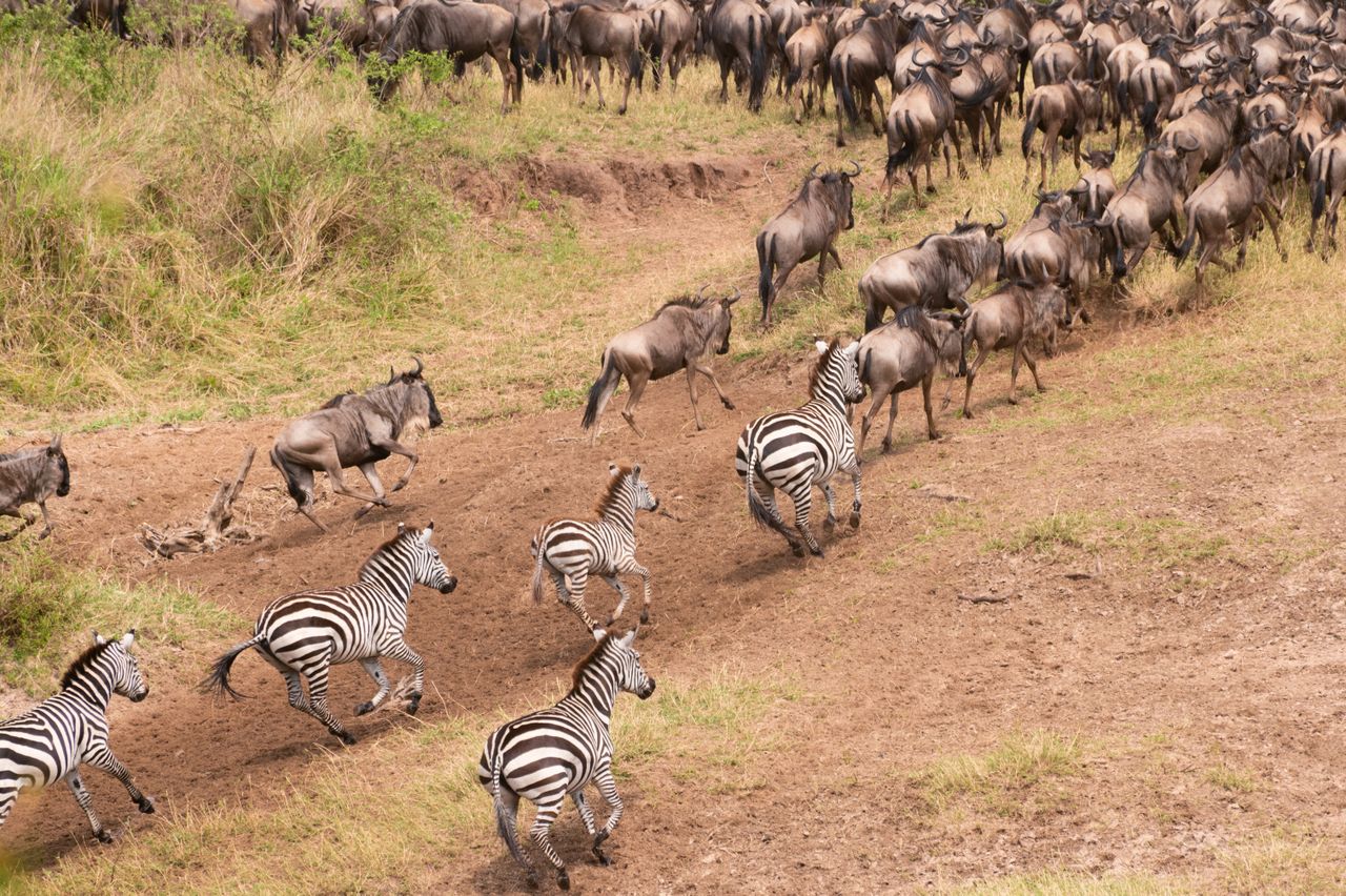 Zebras and wildebeest heading down a dusty river bank in the Masai Mara