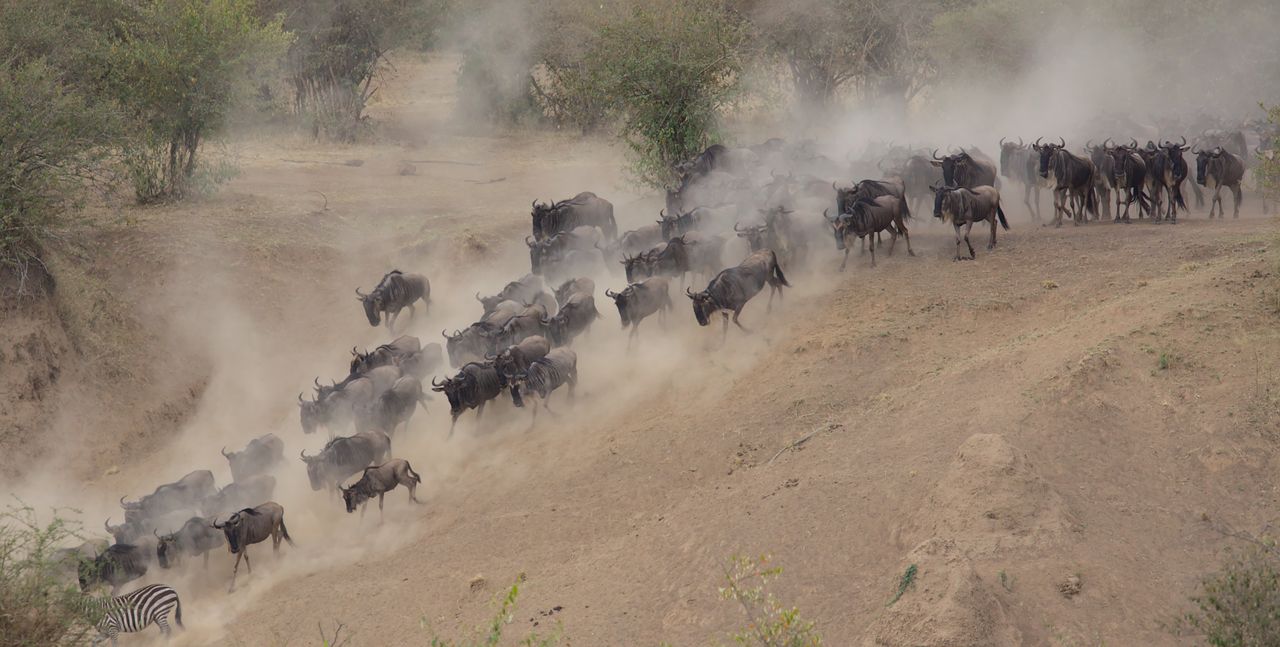 A herd of wildebeest running down to the Mara River during the great migration