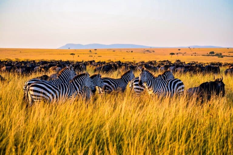 Zebras and wildebeest in the golden grass of the Masai Mara